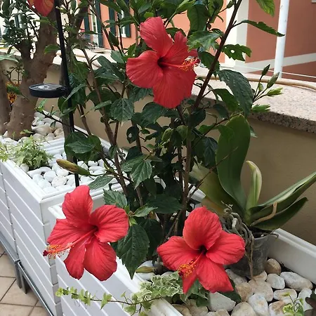 Oda ve Kahvaltı Borgo Marina 4*