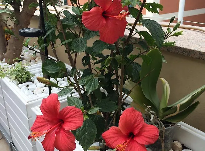 Frühstückspension Borgo Marina 4*